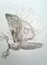 Moth Jana Heidersdorf - szkic  - obrazek