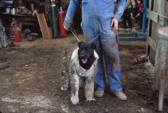 Labrador w stroju Cujo - obrazek