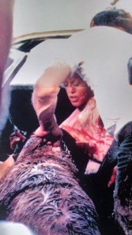 Jean Coulter (dublerka Dee Wallace) oraz Cubby - jeden z 3 BernardynĂłw wcielajÄcych siÄ w Cujo - obrazek